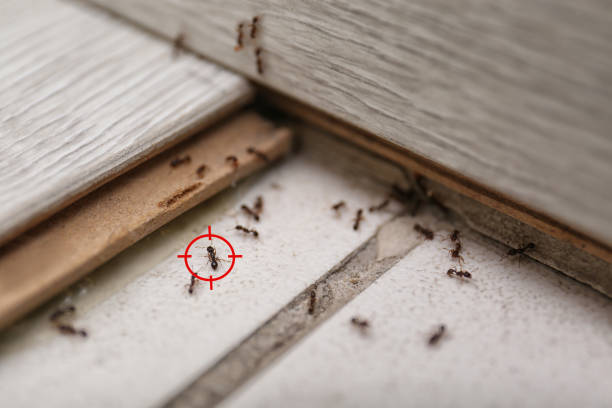 Best Wasp Removal Services  in Iron River, MI